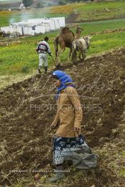 Image du Maroc Professionnelle de  Mohamed agriculteur aux environ d’El Jadida utilise une charrue tiré par un mulet et un chameau, l’emploi d’animaux de bâts de forces différentes s’impose à cause du bon voisinage des deux bêtes contrairement à deux chameaux qui perdent leur temps à se mordre à tour de rôle. Seul inconvénient le tracé de la charrue rend qui prend la forme d’un arc sur les grands champs contrairement aux lignes presque droites habituelles. Au premier plan la femme de l'agriculteur, suit derrière en semant les grains au milieu du tracé fait par la charrue, Jeudi 3 Mars 2005. (Photo / Abdeljalil Bounhar)